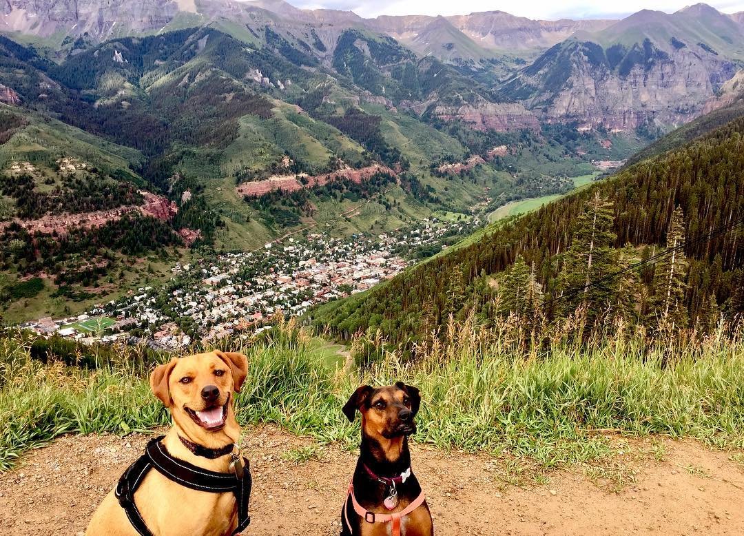 Dog Hike