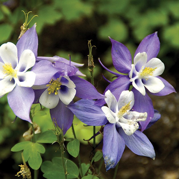 Columbine