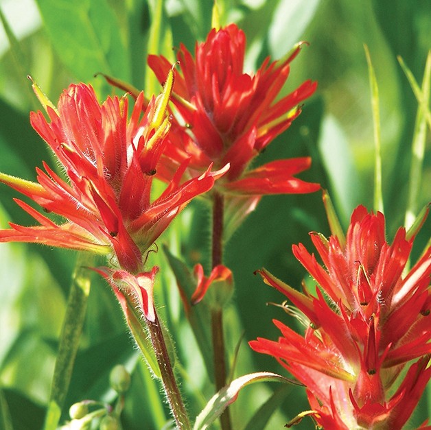 Indian Paintbrush