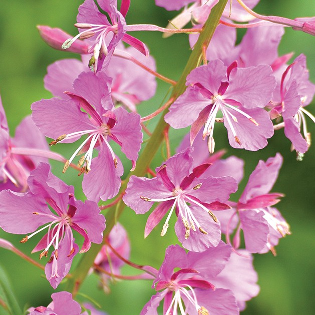 Fireweed