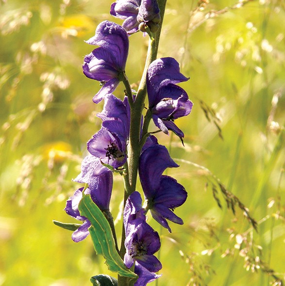 Monkshood