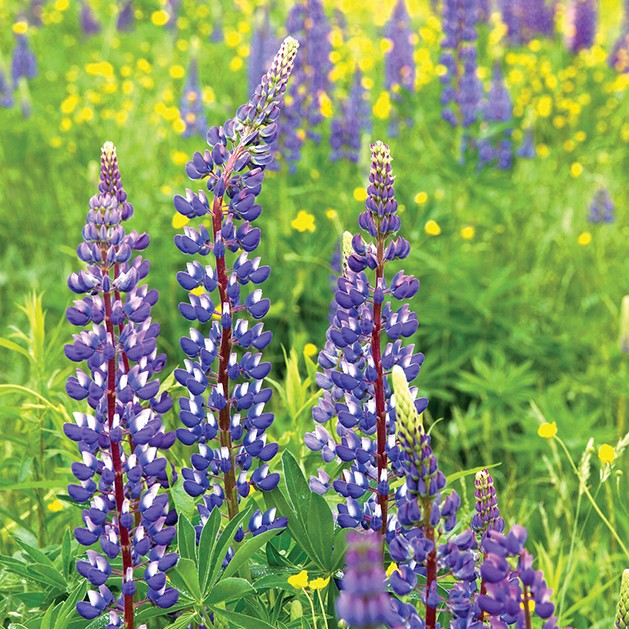 Lupine