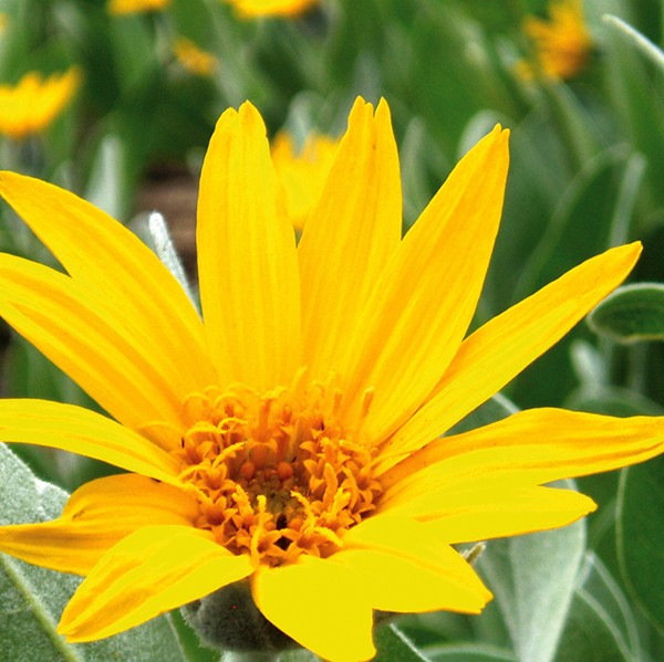 Wyethia Mollis