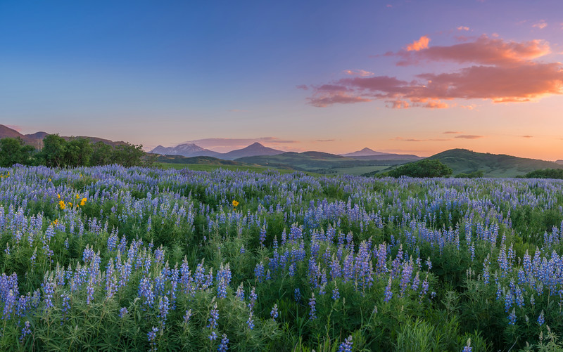 Wildflowers