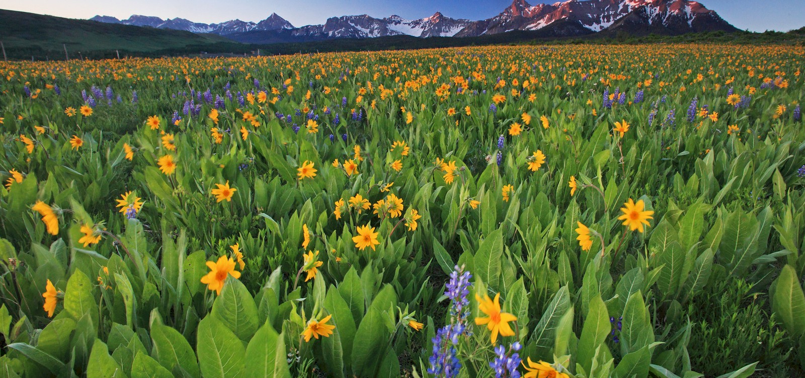 yellow wildflower field