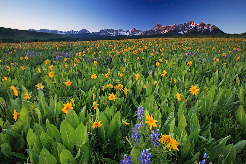 yellow wildflower field