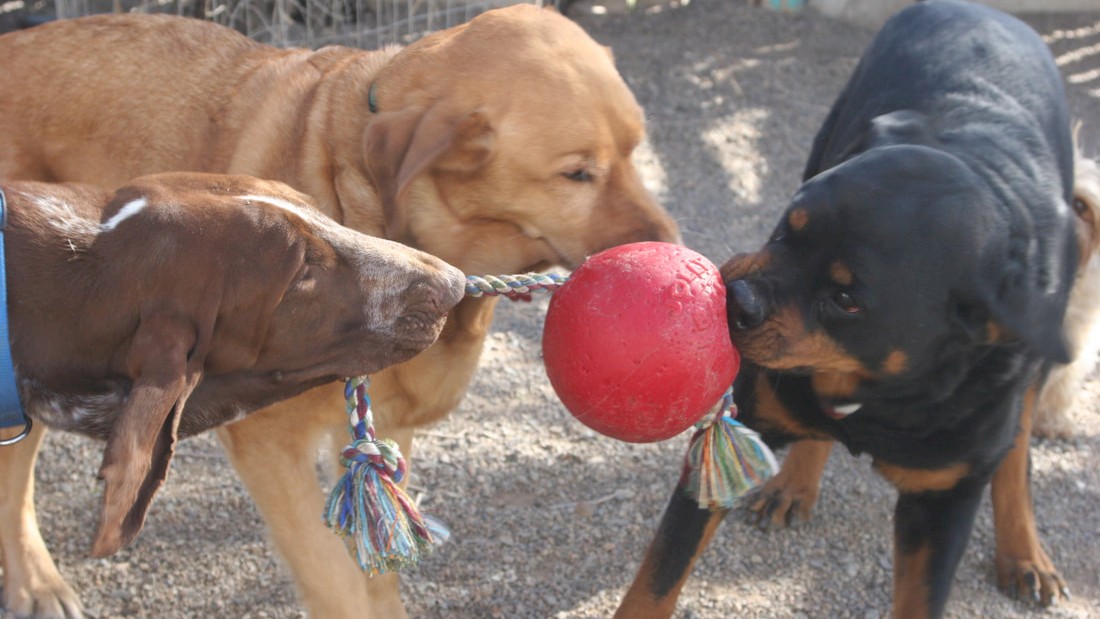 WatchDogs