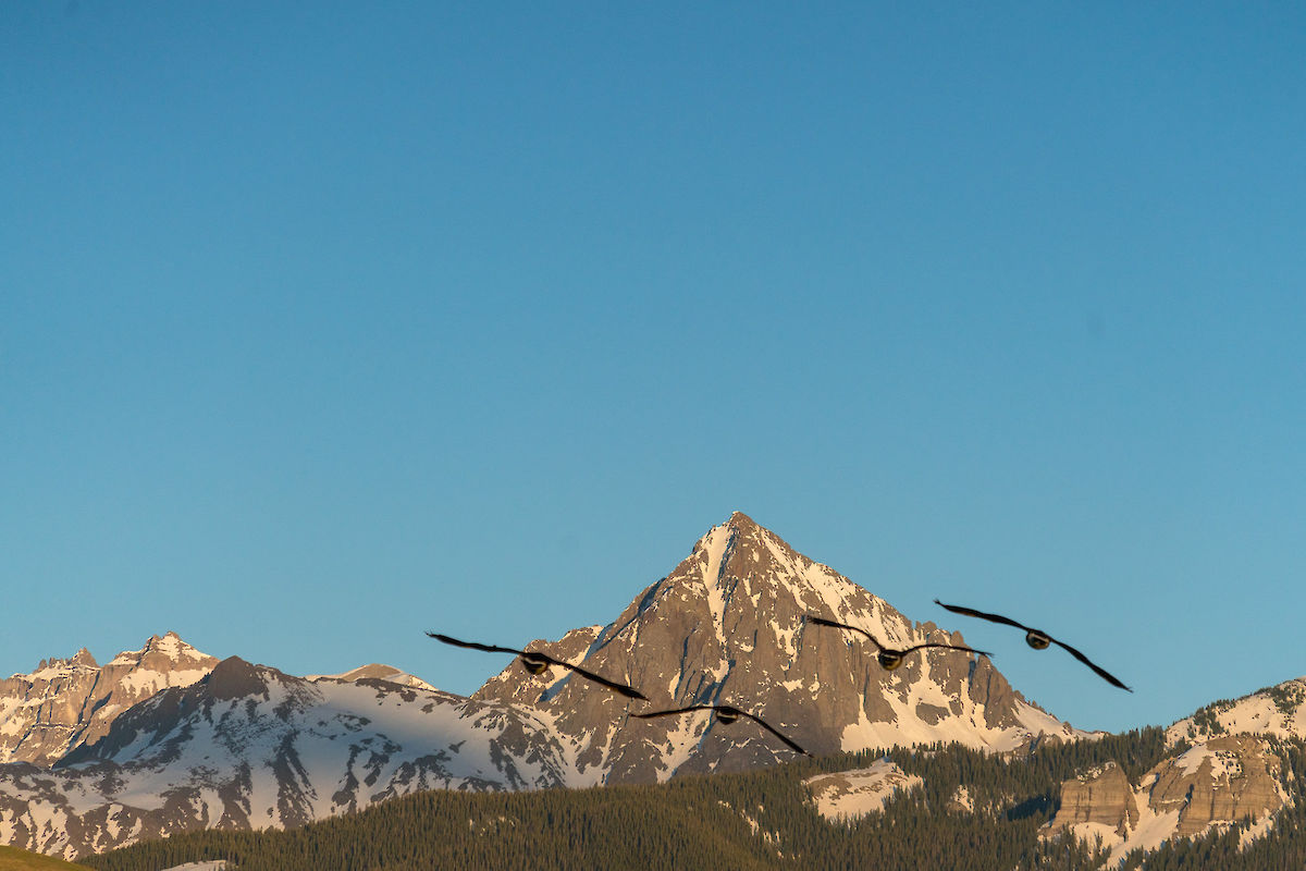 birds in front of Wilson Peak in Telluride, CO