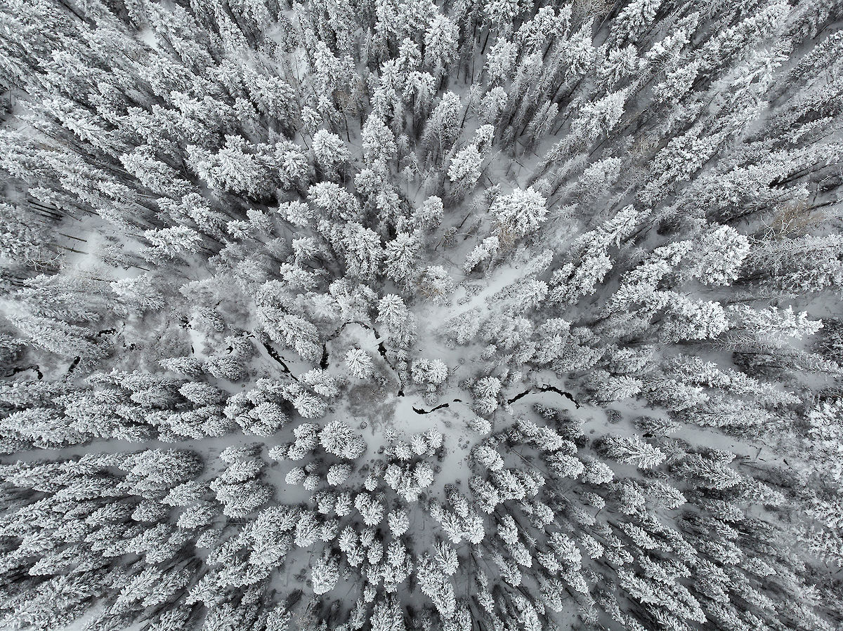 snowy tree tops in Telluride, CO