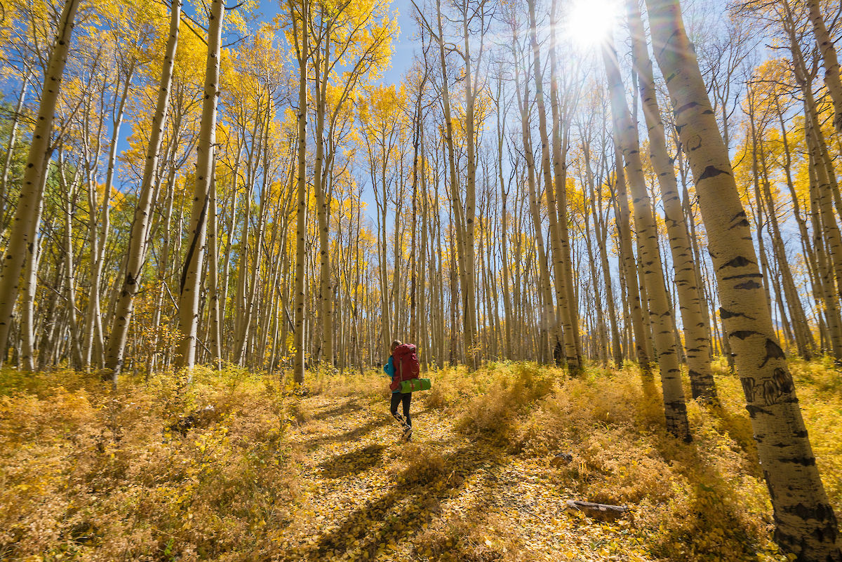 fall hiking in aspens in Telluride, CO