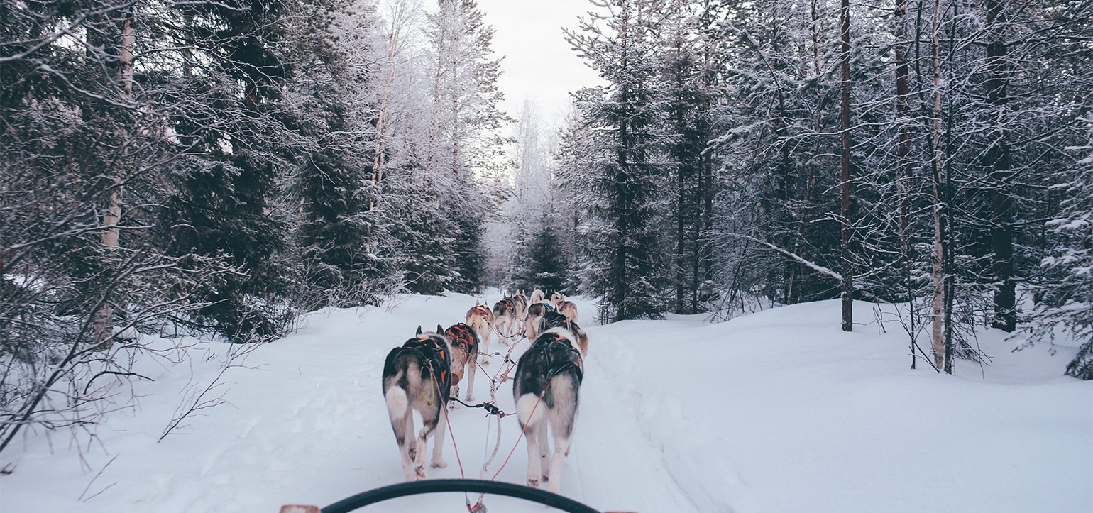 Dog Sledding Telluride