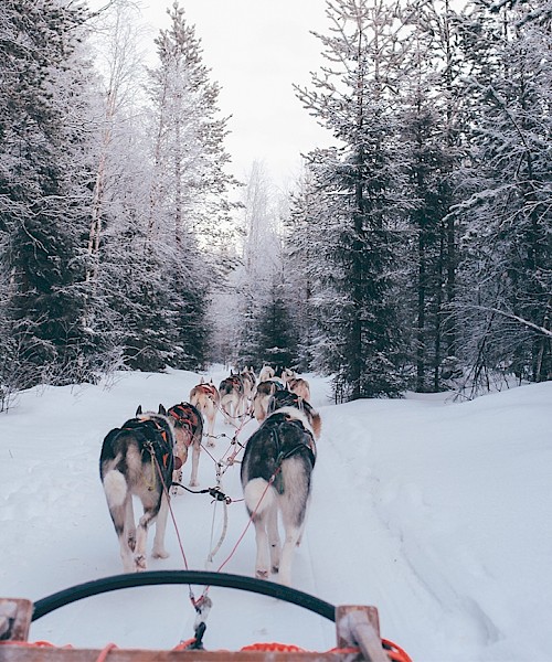 Dog Sledding Telluride