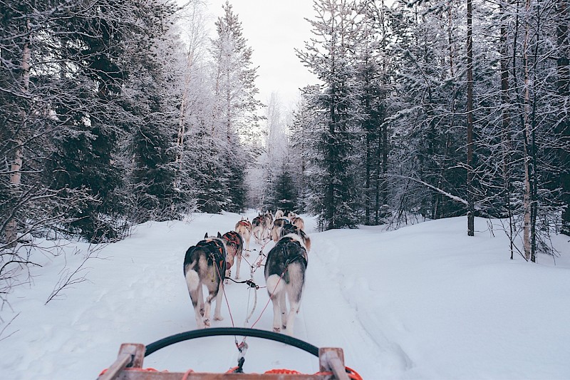 Dog Sledding