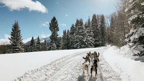 Telluride Dog Sledding