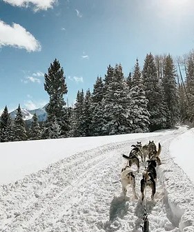 Telluride Dog Sledding