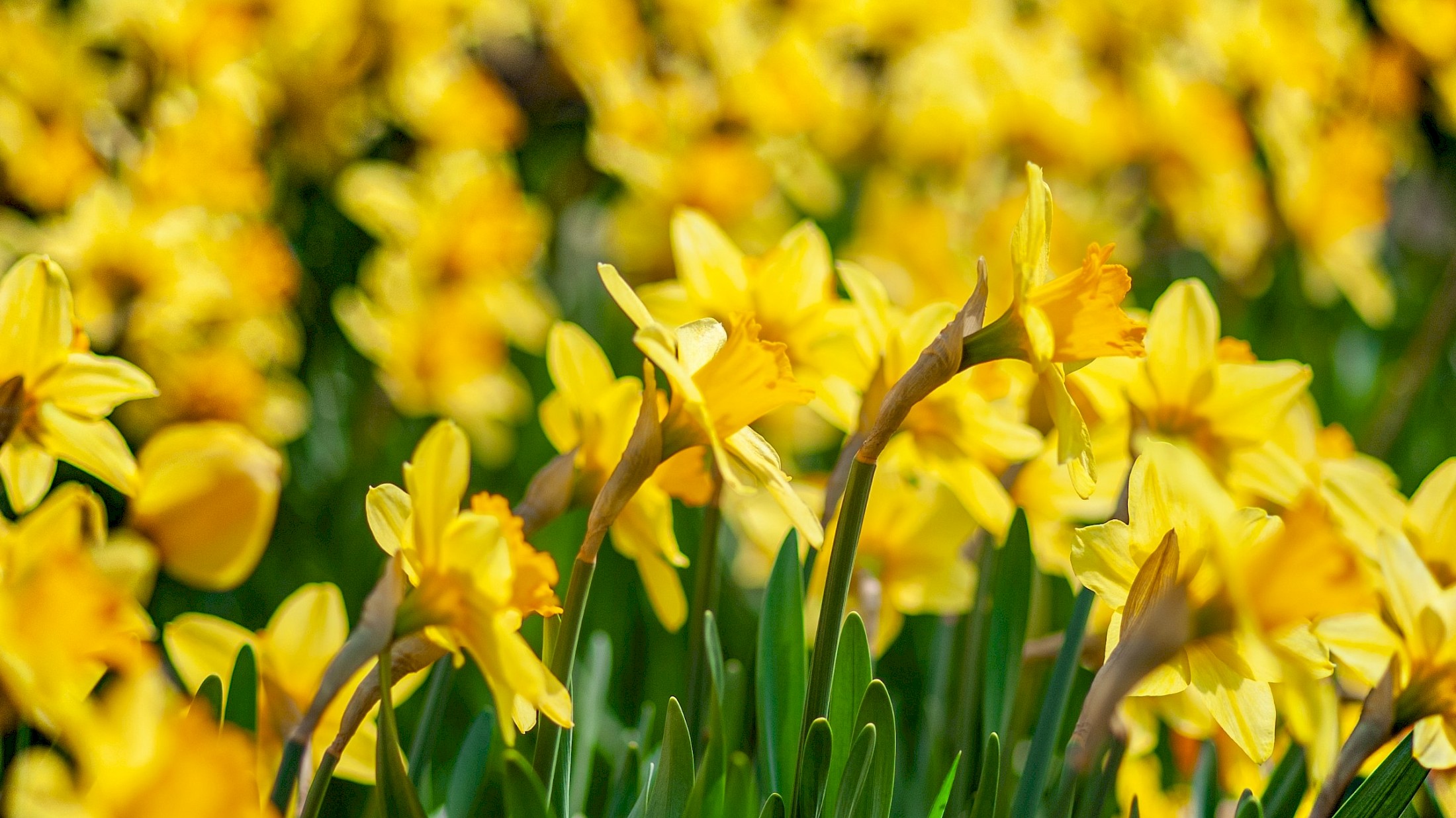 Daffodil Days