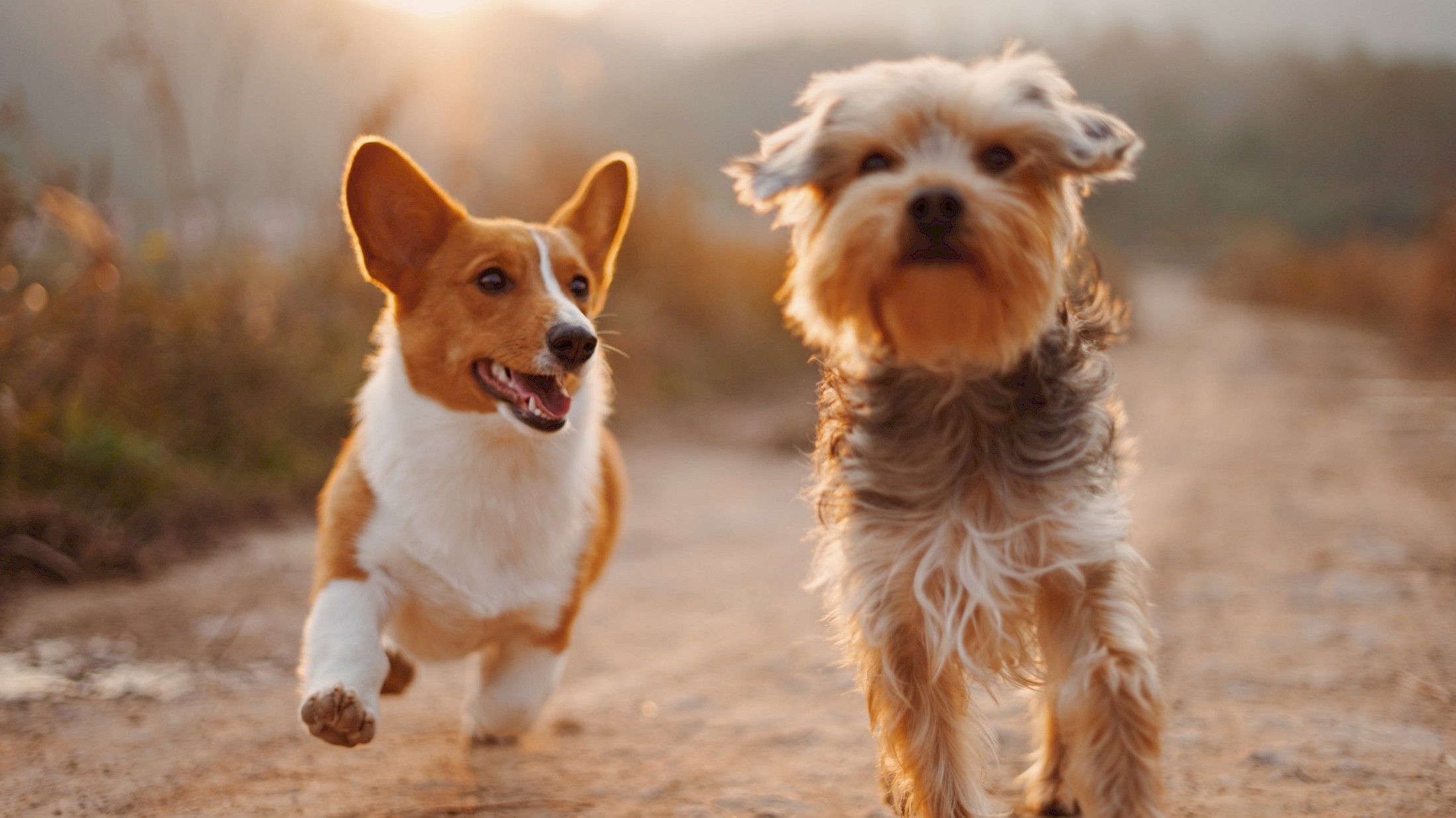 Dog Days of Summer Adoption Event