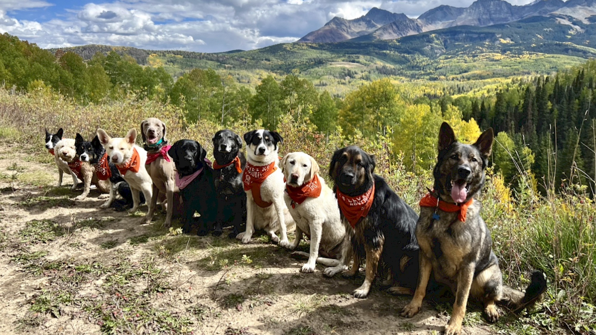 K9 adventure collar online