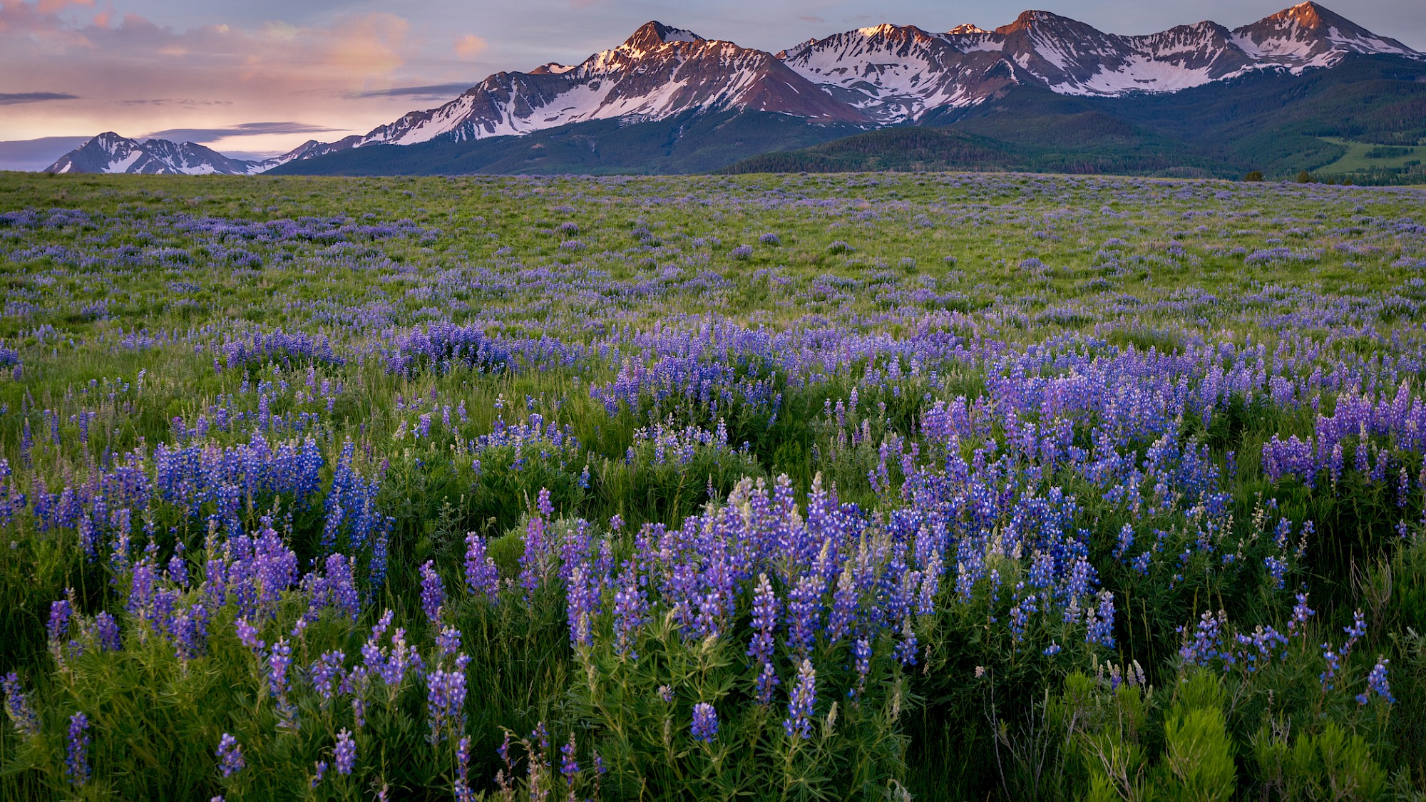 Uncompahgre National Forest