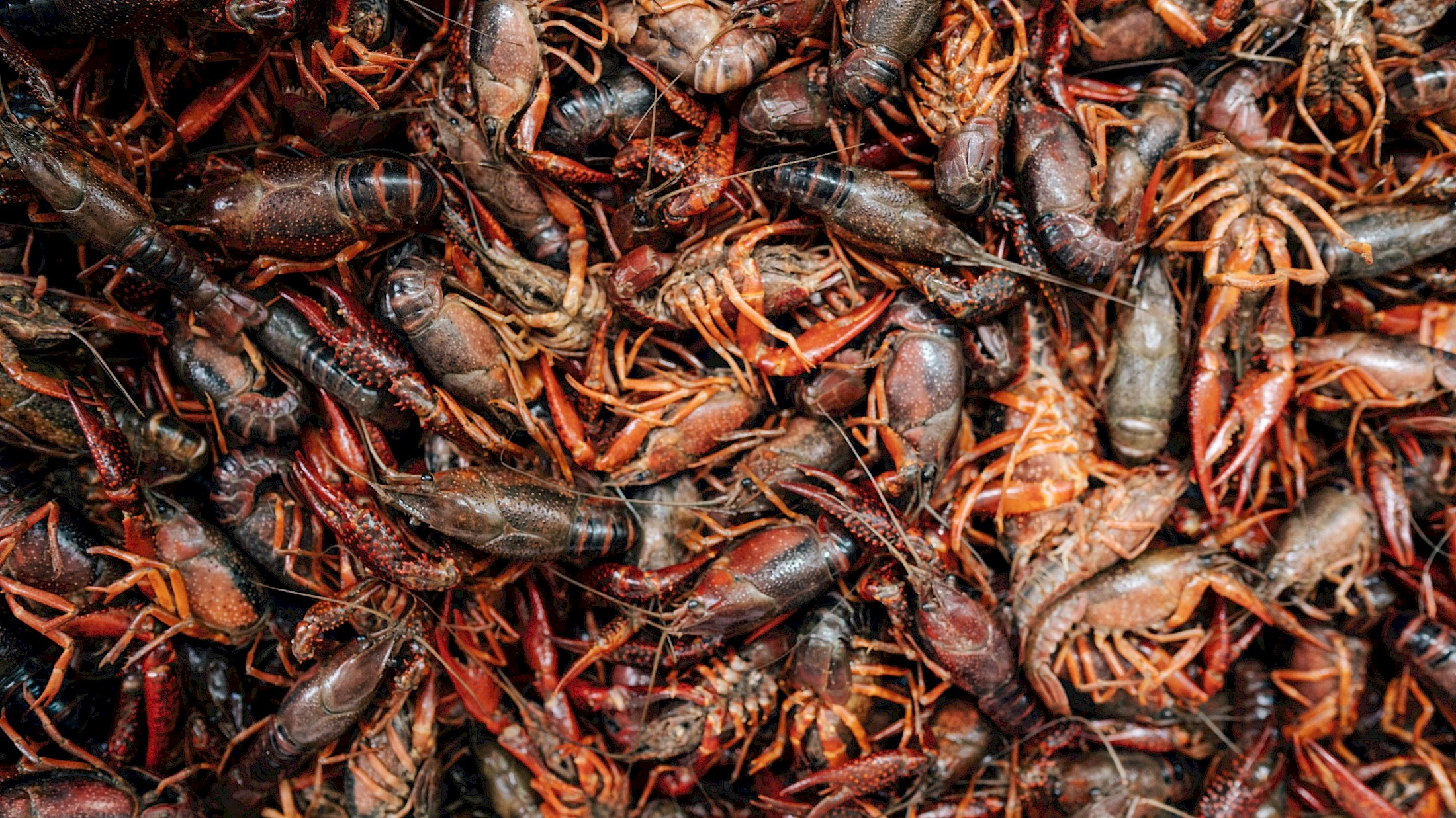 Summer Situation: The Crawfish Edition