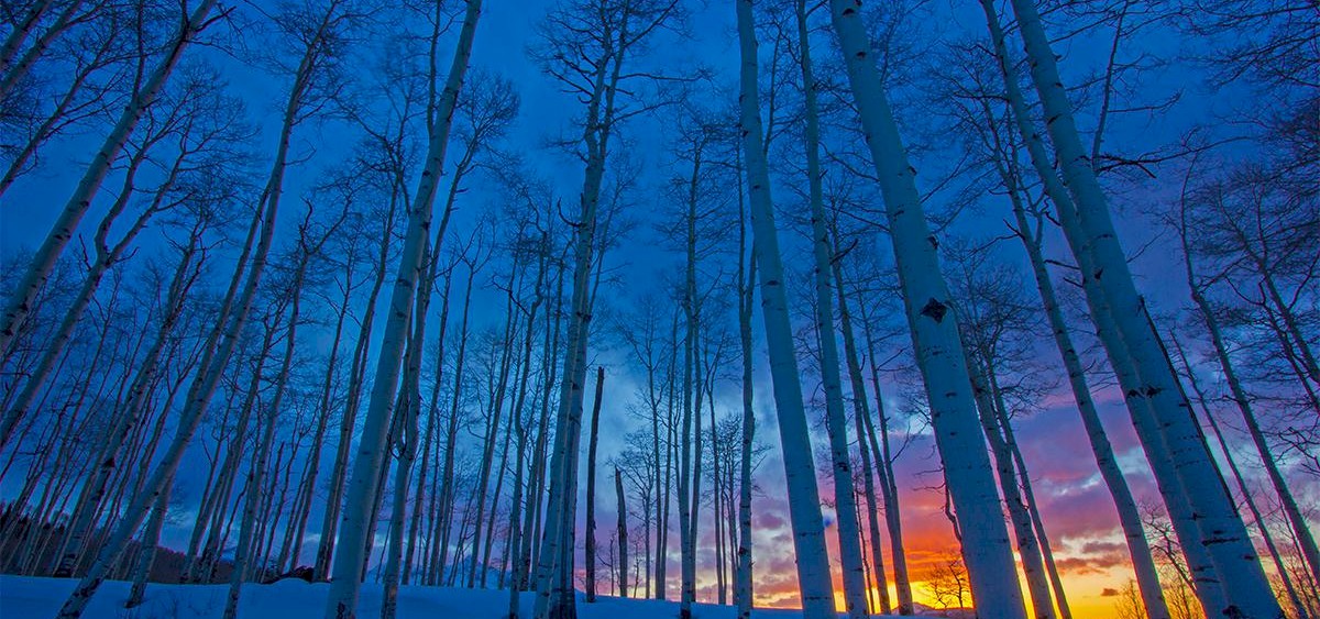 Judwiebe winter