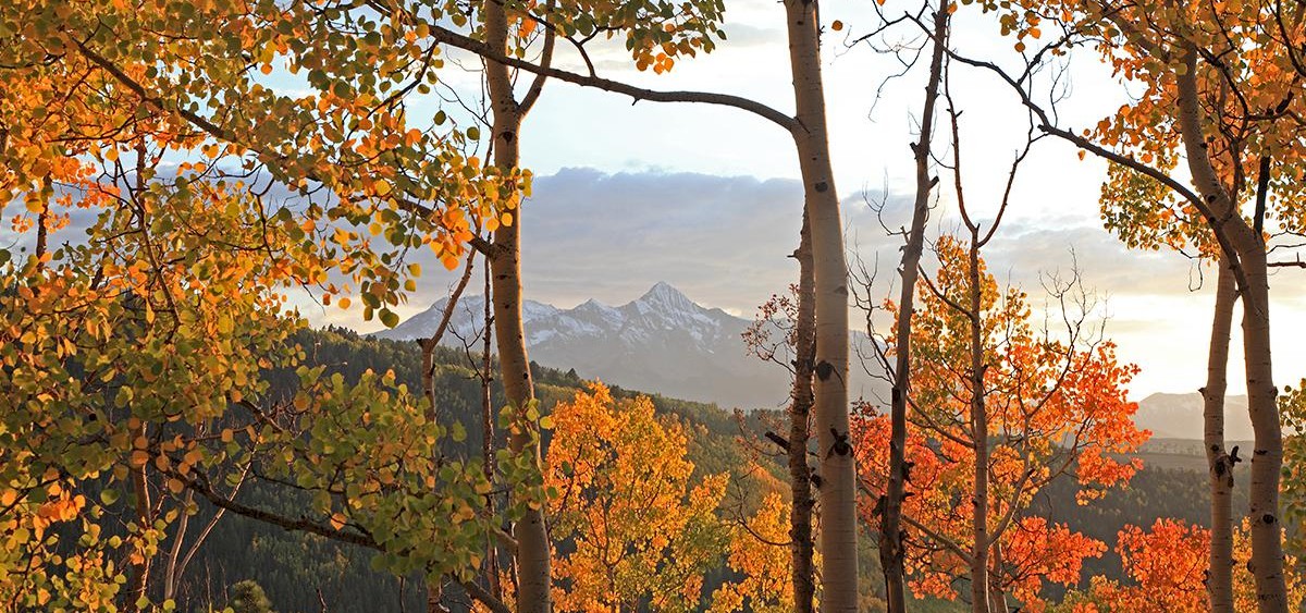 Fall Foliage